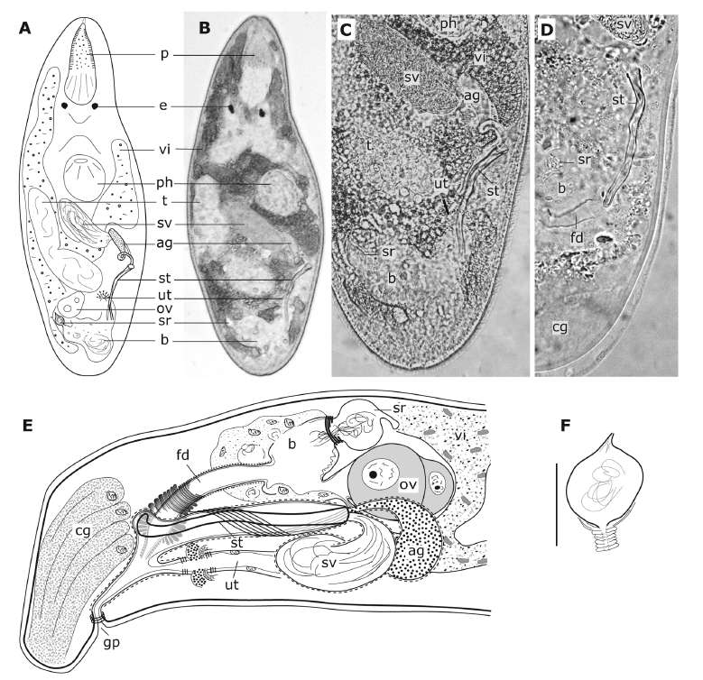 Image of Brunetorhynchus