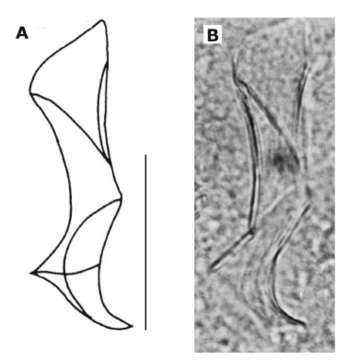 Image of Brunetorhynchus dubius Artois & Schockaert 2014