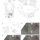 Image of Acrochordonoposthia vandeputae Houben, Proesmans & Artois 2014