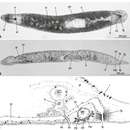 Pseudomonocelis occidentalis Curini-Galletti, Casu & Lai 2011的圖片