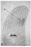 Image of Pseudomonocelis