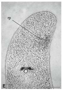 Pseudomonocelis的圖片