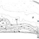 Pseudomonocelis orientalis Curini-Galletti, Casu & Lai 2011的圖片