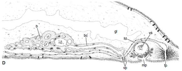 Pseudomonocelis的圖片