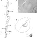 صورة Carcharodorhynchus brasiliensis Reygel, Schockaert & Artois 2014