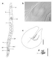 Plancia ëd Carcharodorhynchus