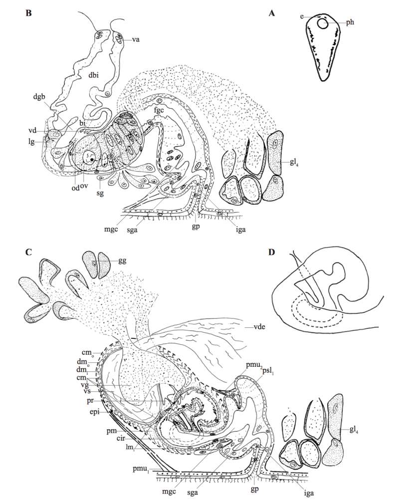 Phaenocora aglobulata Houben & Artois 2014的圖片