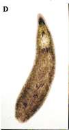 Image of Phaenocora aglobulata Houben & Artois 2014