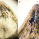 Image of Phaenocora gilberti Houben & Artois 2014