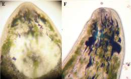 Image of Phaenocora gilberti Houben & Artois 2014