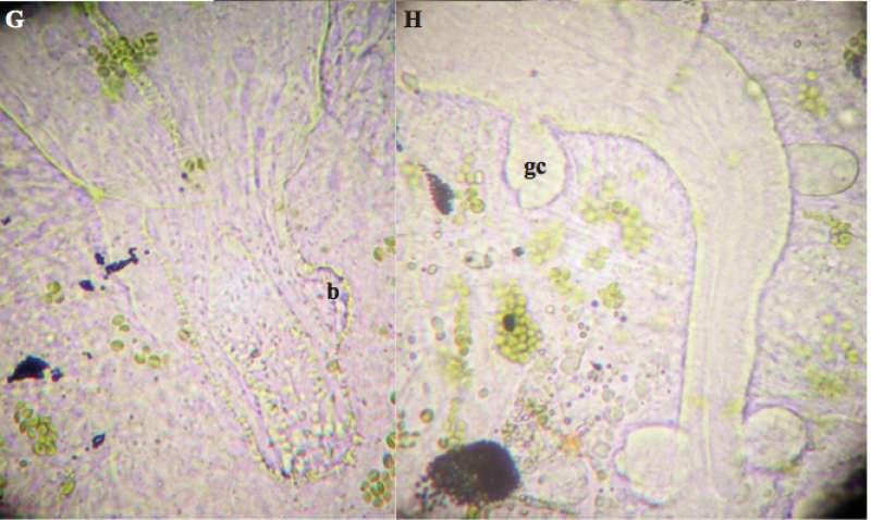 Image of Phaenocora gilberti Houben & Artois 2014