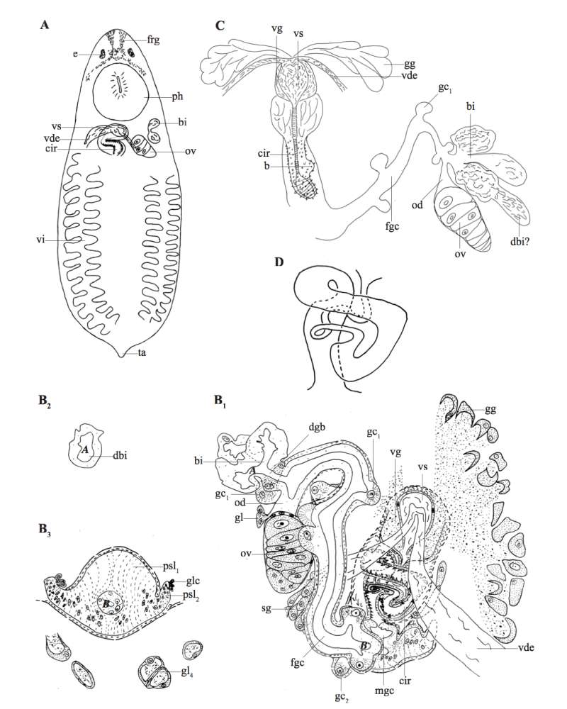 Image of Phaenocora gilberti Houben & Artois 2014