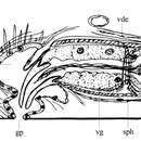 Image of Phaenocora brincki Marcus & Marcus 1959