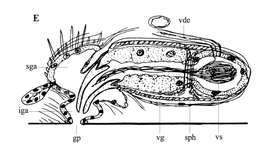 Image of Phaenocora brincki Marcus & Marcus 1959