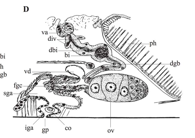 Image of Phaenocora brincki Marcus & Marcus 1959