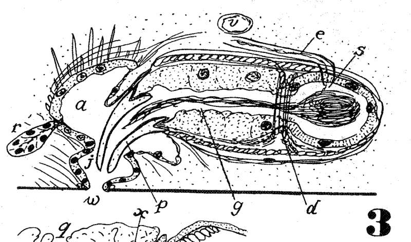 Image of Phaenocora brincki Marcus & Marcus 1959