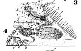 Image of Phaenocora brincki Marcus & Marcus 1959