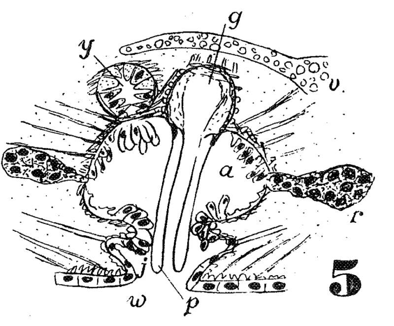 Image of Phaenocora brincki Marcus & Marcus 1959