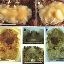 Plancia ëd Euryleptodes galikias Norena, Marquina, Perez & Almon 2014