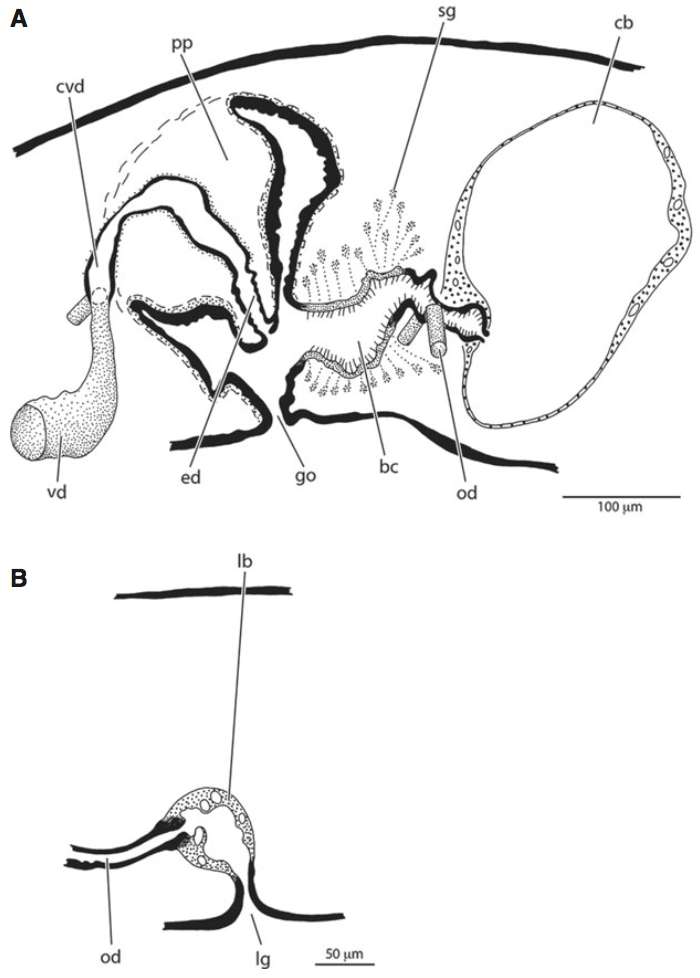 Image of Bdellouridae