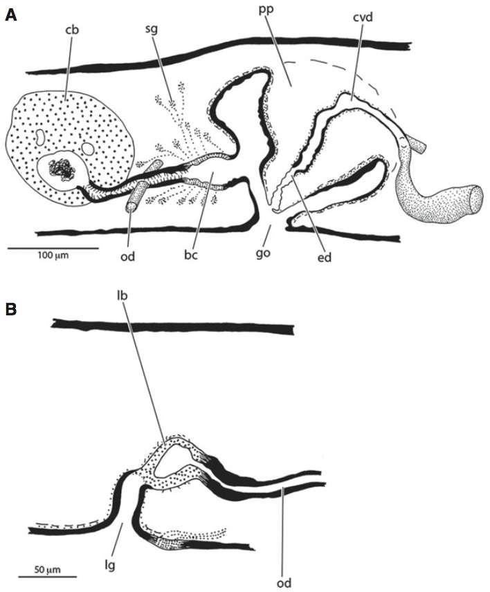 Image of Pentacoelum