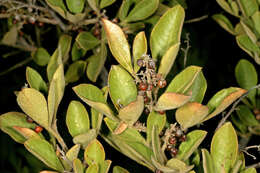 Image of blue-fruited crowberry