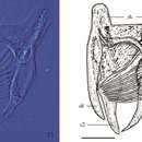 Plancia ëd Gieysztoria huizhouensis Zhang, Wu & Wang 2014