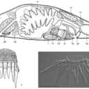 Plancia ëd Gieysztoria shantouensis Zhang, Li & Wang 2014