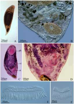 Image of Gieysztoria bimaculata Wang, Lu & Wu 2013