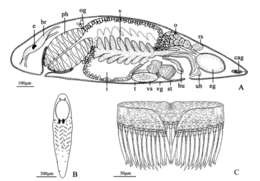 Image of Gieysztoria bimaculata Wang, Lu & Wu 2013