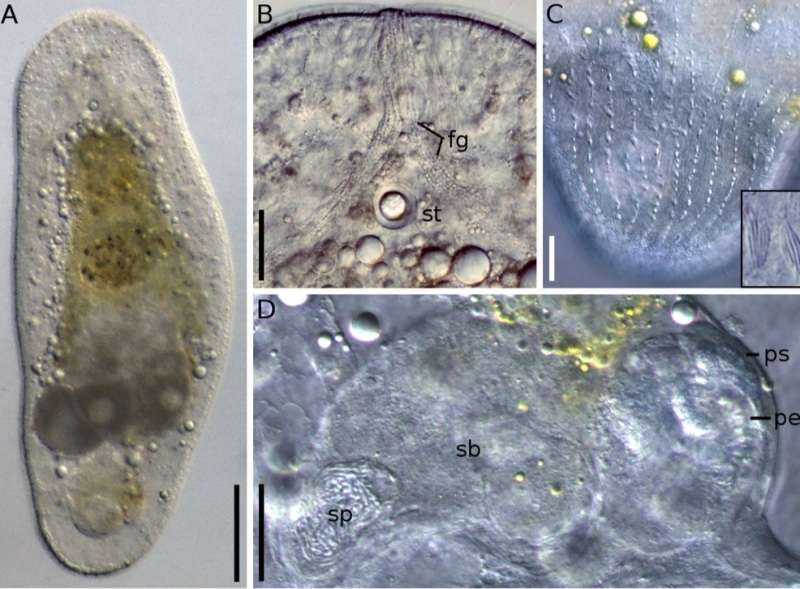 Image of Aphanostoma pisae Zauchner, Salvenmoser & Egger 2015