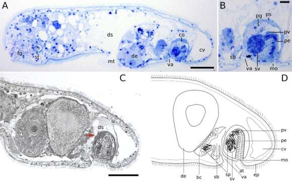 Image of Aphanostoma pisae Zauchner, Salvenmoser & Egger 2015