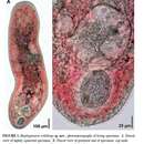 Image of Haplogonaria schillingi Hooge & Tyler 2015