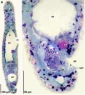 Image de Haplogonaria schillingi Hooge & Tyler 2015