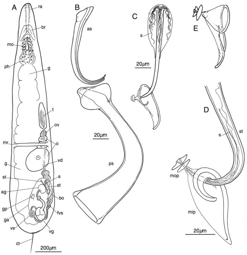 Image of Dolichomacrostomidae