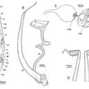 Image of Austromacrostomum arumoidicornum Janssen, Vizoso, Schulte, Littlewood & Waeschenbach