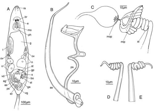 Image of Austromacrostomum