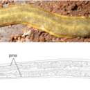 Image of Cratera ochra Rossi, Amaral, Ribeiro, Cauduro, Fick, Valiati & L