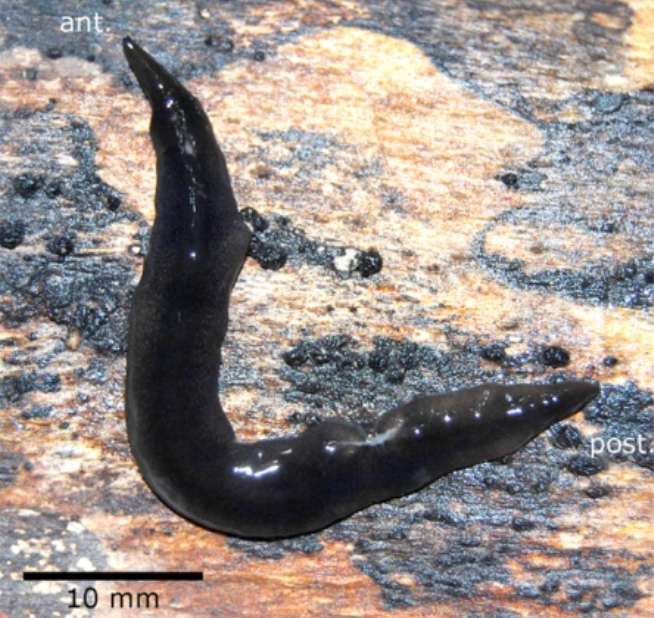 Image of Notogynaphallia