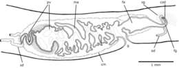 Image of Notogynaphallia