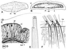 Image of xenoturbellid worms