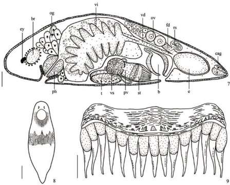 Image de Gieysztoria shiyanensis Wang & Xia 2014