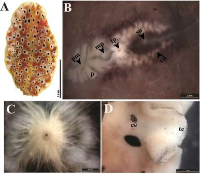 Image of Pseudoceros nigropunctatus Dixit, Raghunathan & Chandra 2017