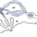 Image of Pseudoceros nigropunctatus Dixit, Raghunathan & Chandra 2017