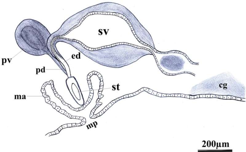 Image of Pseudoceros nigropunctatus Dixit, Raghunathan & Chandra 2017