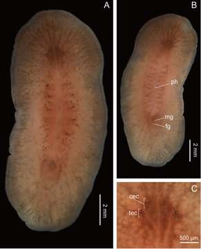 Image of Notocomplana