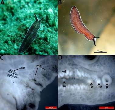 Image of Prostheceraeus