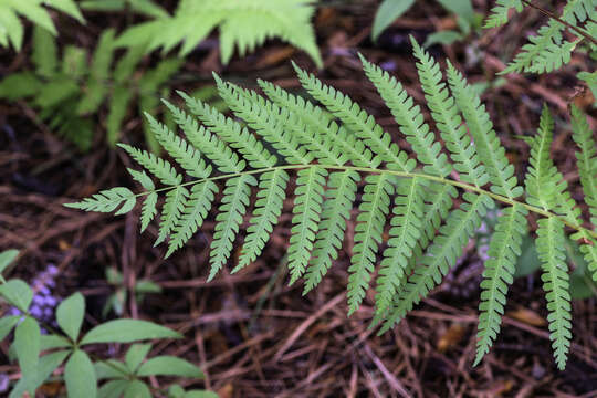 Image de Dryopteris celsa (W. Palmer) Knowlton