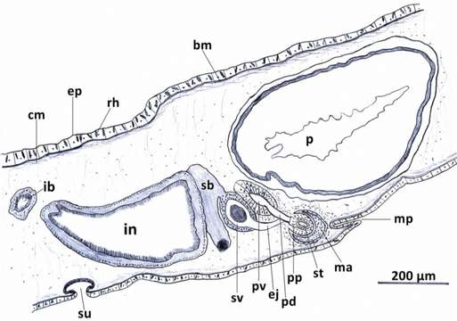 Image of Prostheceraeus