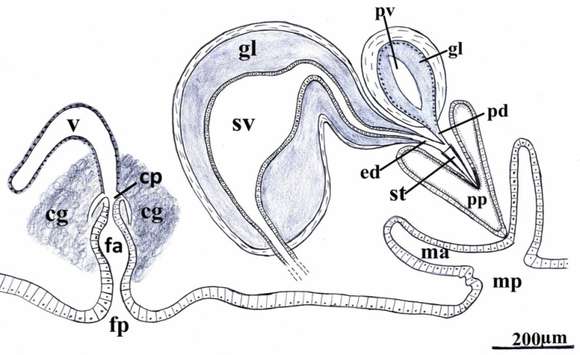 Image of Pseudoceros auranticrinis Dixit, Raghunathan & Chandra 2017